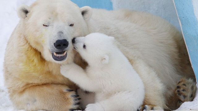 مهاجرت خرس‌های قطبی از امریکا به روسیه